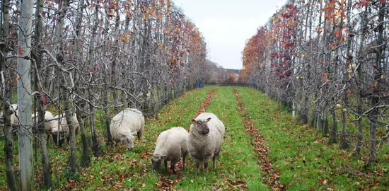 De l’herbe et des pommes au menu