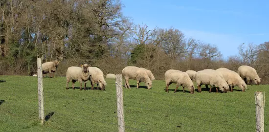 Réussir élever des moutons à la maison