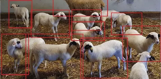 Couplées à des algorithmes, les caméras de surveillance pourront analyser le comportement des animaux. 