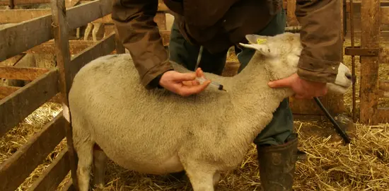 Eleveur vaccinant une brebis.