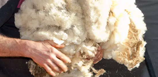 Un tondeur transporte des toisons.