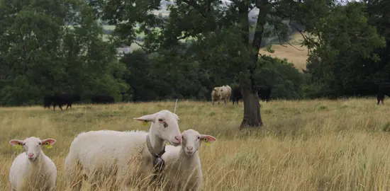 Ovins et bovins pâturent simultanément sur la même prairie.