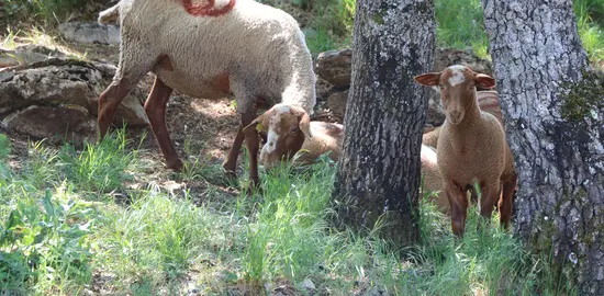 Brebis pâturant un sous-bois