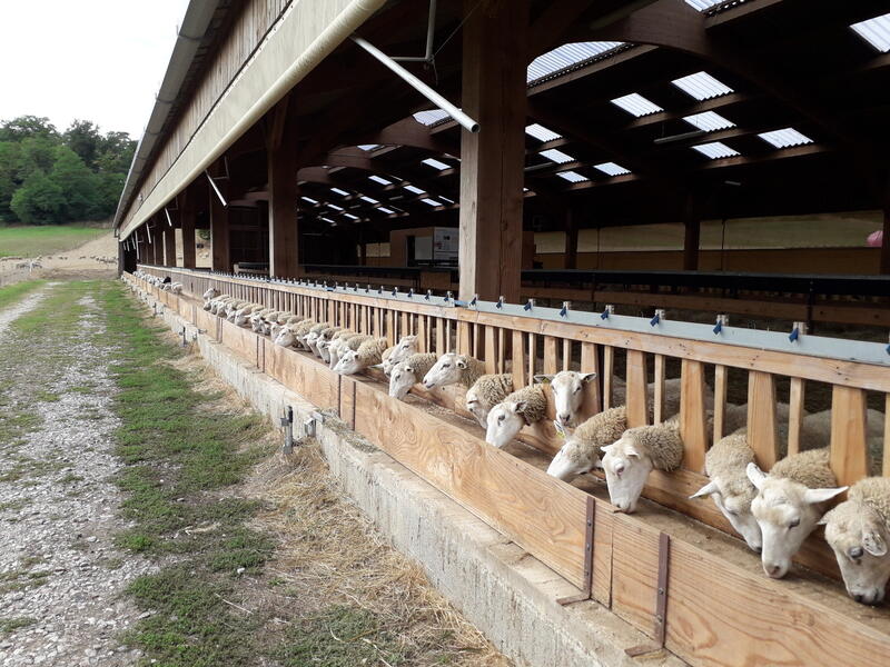 Les Leviers Pour Rendre Sa Bergerie Plus Agréable En été Réussir Pâtre 3269