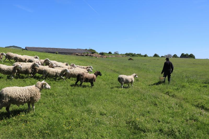 Alternatives to Antiparasitics in Sheep Farming - News Directory 3