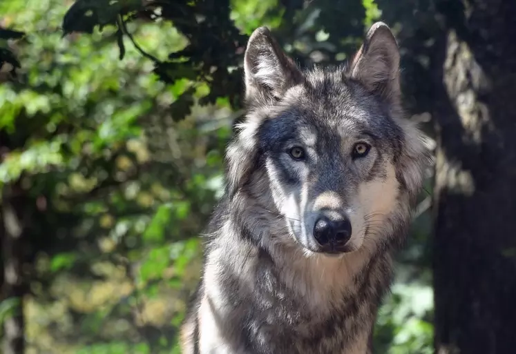 La population de loups en France échappe aux méthodes actuelles de comptage du fait de la colonisation très active du territoire. © Christels