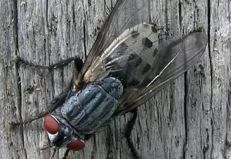 Les myiases à Wohlfahrtia Magnificasont provoqués par les larves carnassières de cette mouche.  © CDAAS de la Haute-Vienne