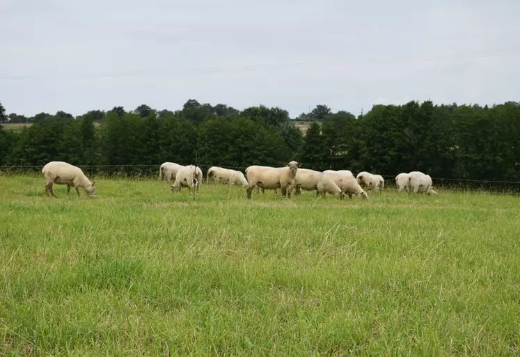 Le parcellaire groupé permet une bonne gestion du pâturage sur 43 ha de prairies. © V. Hervé-Quartier