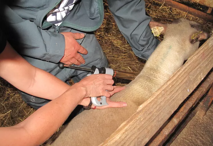 7,3 millions d'ovins sont potentiellement concernés par la vaccination en France selon le SIMV, et les taux varient fortement d’une maladie à l’autre.