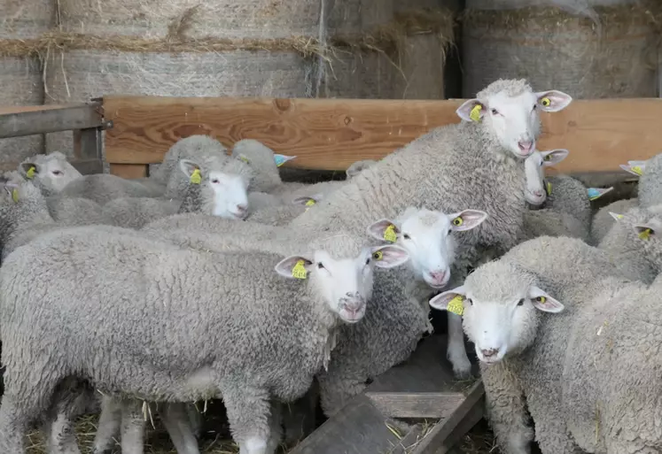 Les agnelles F1 Grivette croisées Ile-de-France de renouvellement proviennent toutes du même élevage pour limiter les risques sanitaires.