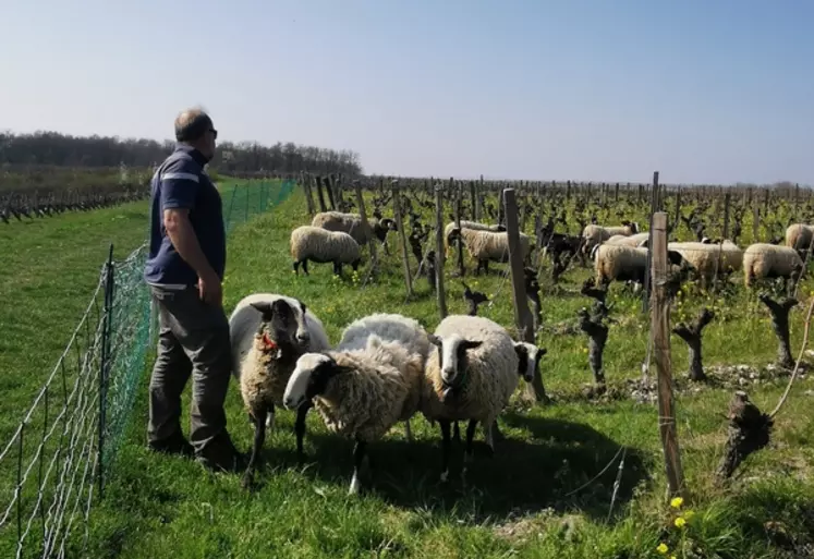Nicolas Mercuzot est installé depuis 2018 en Indre-et-Loire où il partage son temps entre ses brebis et son activité salariée d’ouvrier viticole.