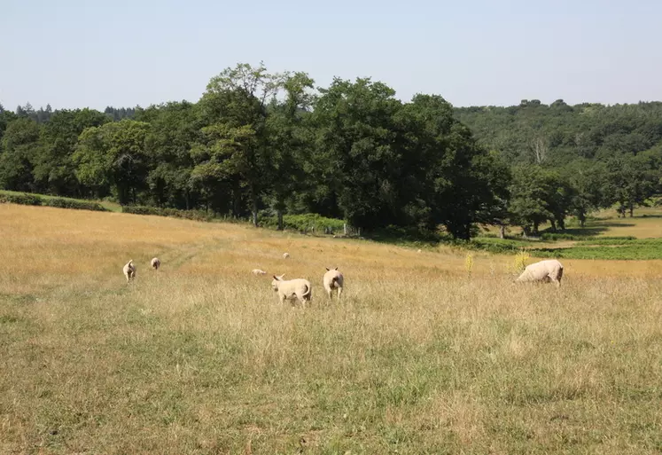 Les agneaux sont engraissés à l'herbe dans un système extensif (3,6 brebis/ha).