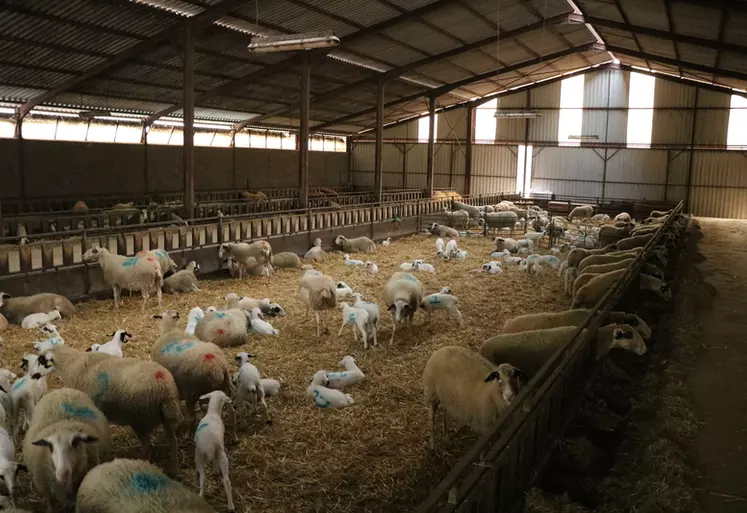Avec 1 000 brebis, les agnelages sont nombreux et forment des périodes intenses. La salariée de Marc Gayrac est désormais un charge pour une grande partie de ce travail.