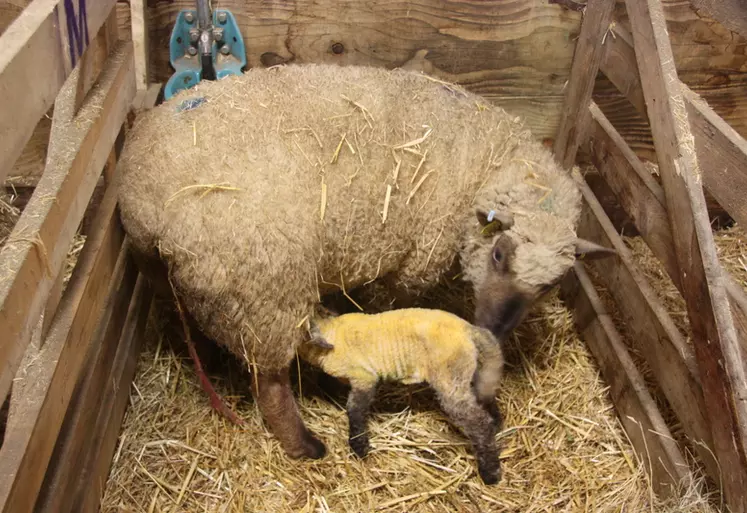 L'agnelage est une période charnière dans les besoins nutritionnels et en oligoéléments, autant pour la brebis que pour l'agneau.