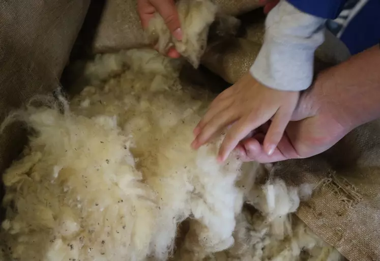 Les porteurs de projet autour de la laine en Normandie, Hauts-de-France et Grand Est peuvent candidater à l'AMI autour des fibres naturelles.
