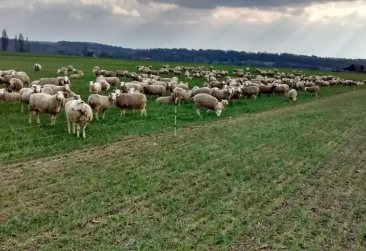 Le pâturage des blés et des colzas oléagineux peut impliquer d'apporter un complément de fourrages.