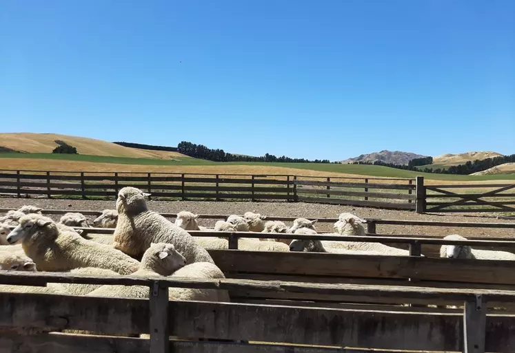 <p>Les ovins viande vont permettre de valoriser les terres les plus pauvres de Nouvelle-Zélande, à savoir celles qui se trouvent en collines.</p>