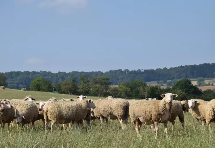 <p>Différentes pistes ont été évoquées pour lisser la production ovine bio sur l&amp;#039;année et maintenir les volumes sans déclassement en conventionnel.</p>