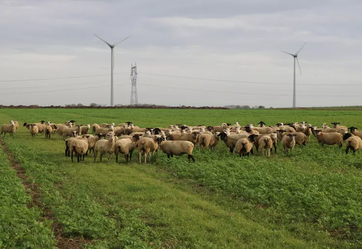 Troupeau ovin pâturant sur des couverts végétaux en plaine céréalière.