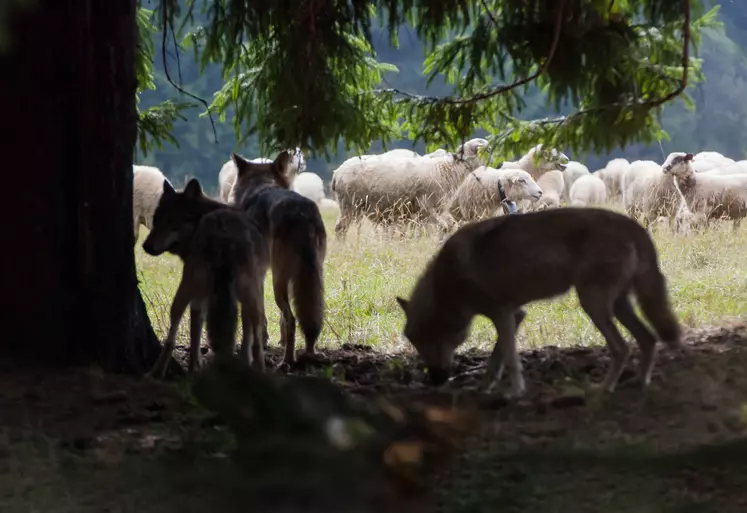 Loups à proximité d'un troupeau de brebis