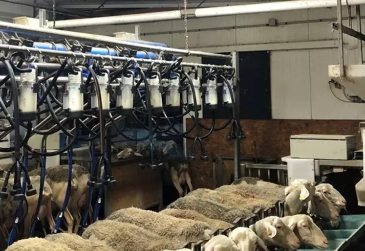 Huit jours suffisent aux agnelles pour s'habituer à venir en salle de traite et être manipulées.