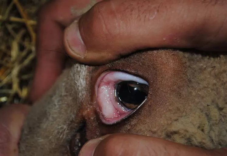 La muqueuse oculaire blanche est le premier symptôme d'une infestation d'Haemonchus contortus.