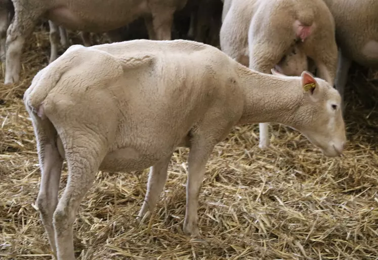 Les mamelles, l'âge et la productivité sont les principales causes de réforme en élevage ovin allaitant.