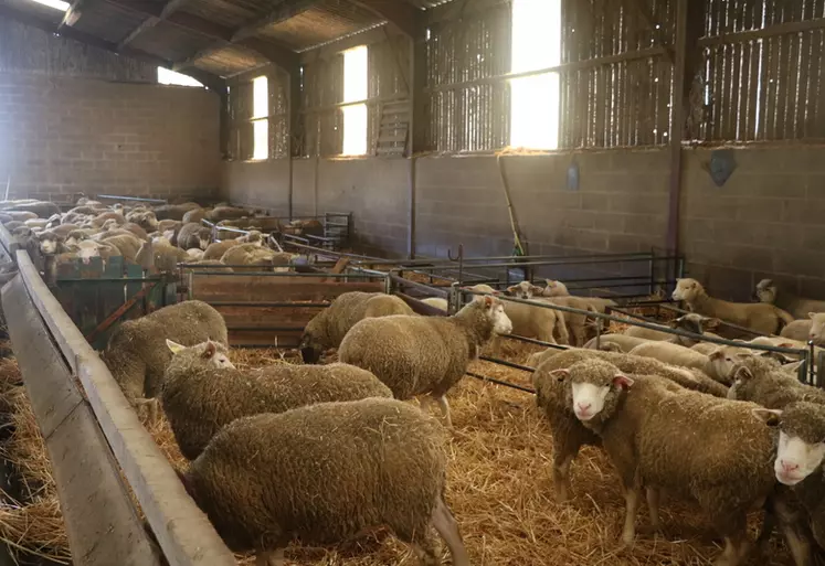 Les brebis qui reçoivent une ration cohérente avec leurs besoins en fin de gestation agnèlent plus facilement et font des agneaux plus vigoureux dès la naissance que les ...