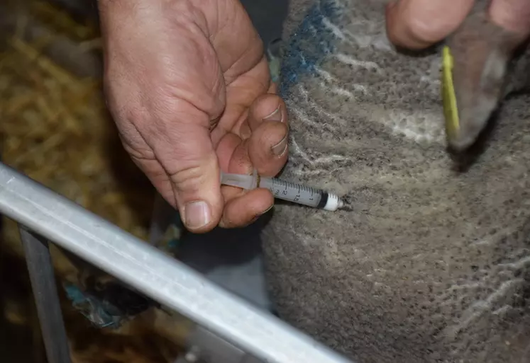 Un éleveur administre le vaccin à une brebis.