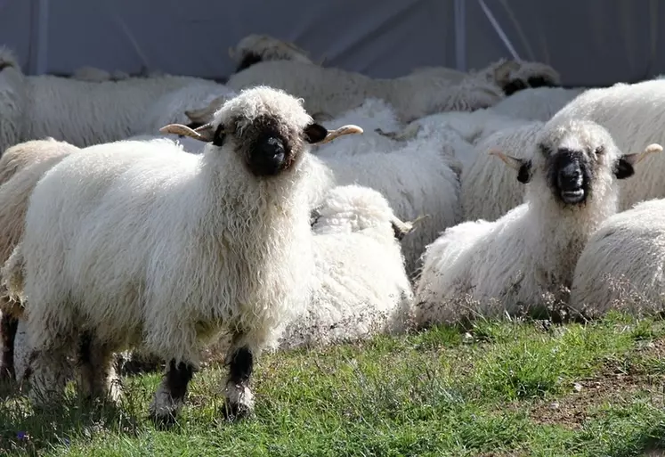 Mouton nez noir du Valais