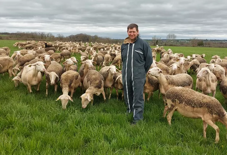 Damien Gombert au milieu de ses brebis au pâturage.