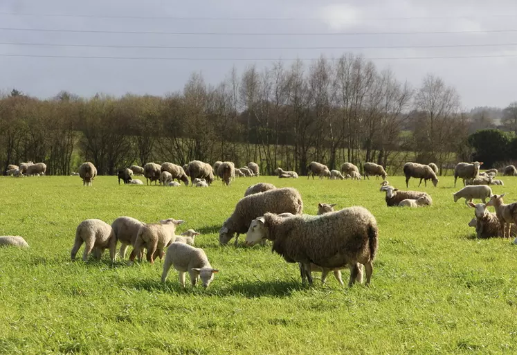 Brebis et agneaux au pâturage en Bretagne.