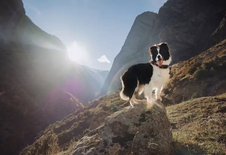 Chien équipé d'un collier GPS