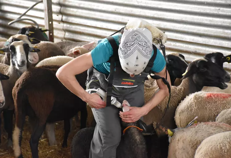 Laura Chalendard, éleveuse ovin dans la Loire