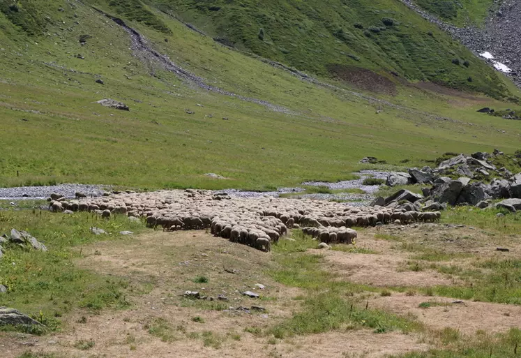 Troupeau de brebis dans les Alpes