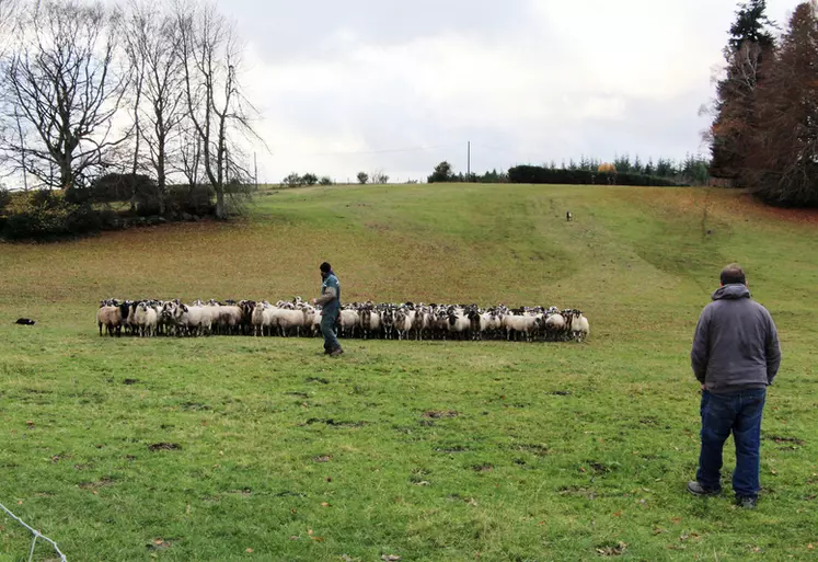 Eleveurs et troupeau de brebis Rava en extérieur