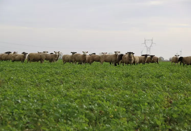 Les éleveurs ovins de l'Aube se professionnalisent et ont la même approche très technique entre grandes cultures et conduite d'une troupe ovine.