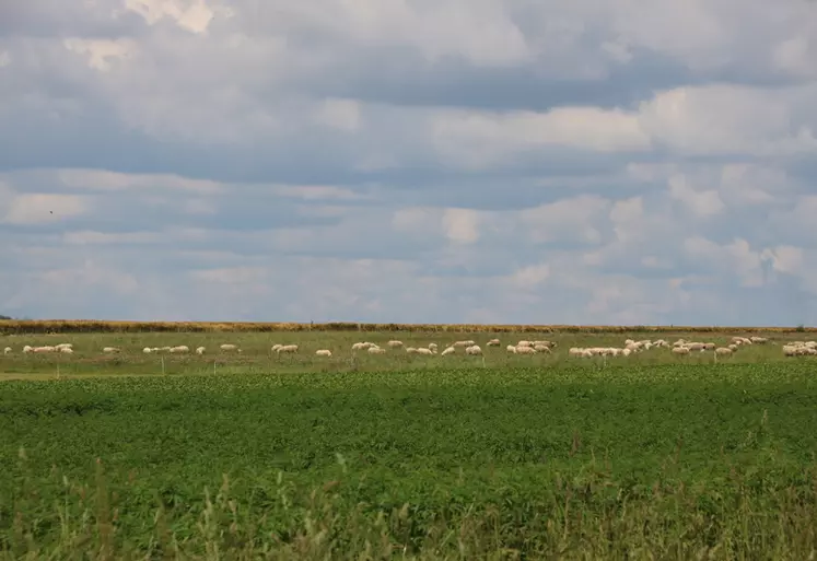 Moutons au pré