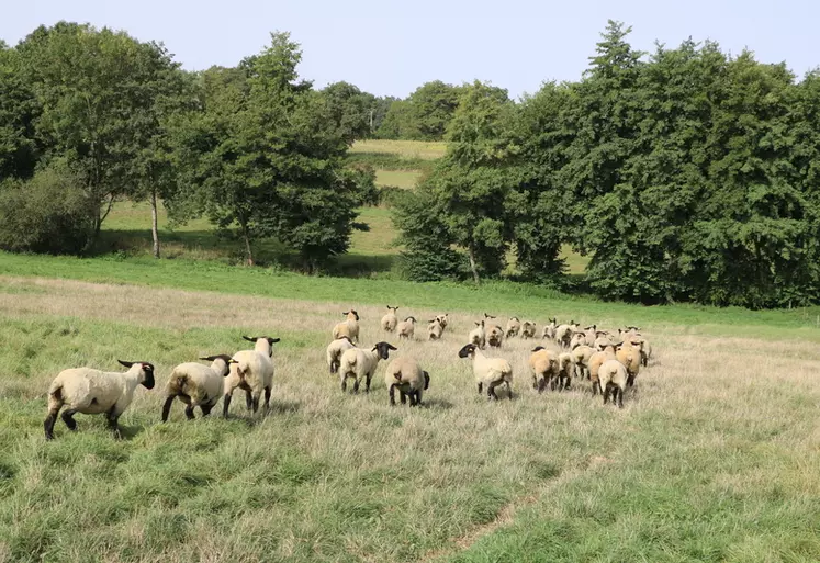 Moutons sur prairie