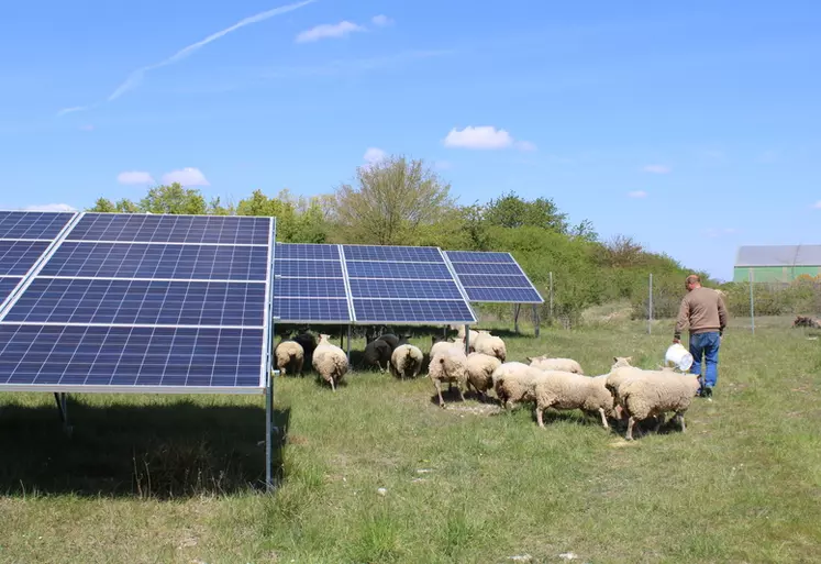 Moutons sous les panneaux photovoltaïques