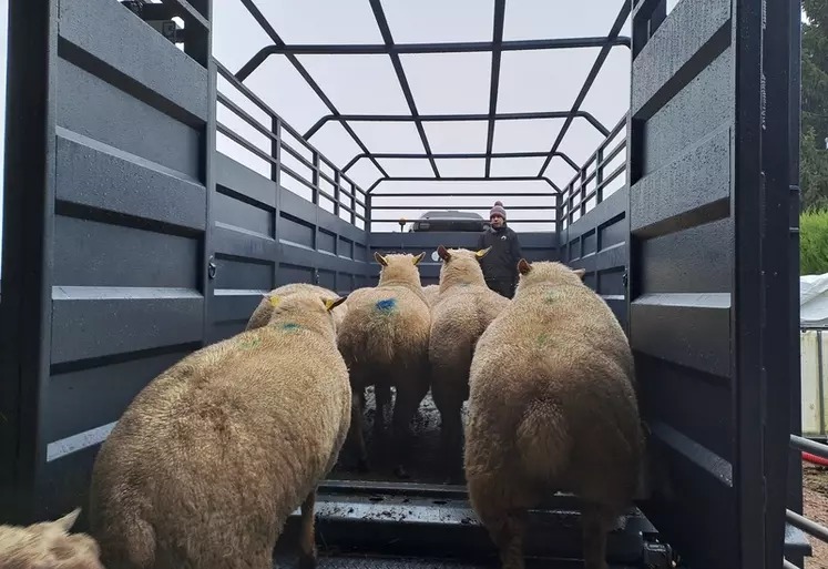 Brebis montant dans une bétaillère