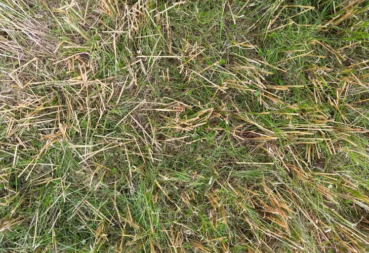 Prairie sous couvert après récolte des céréales.