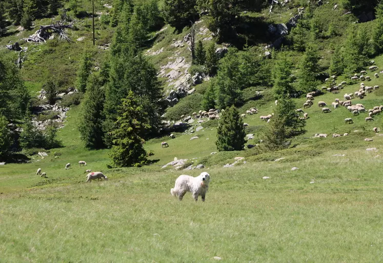 Chien de protection des troupeaux en montagne.