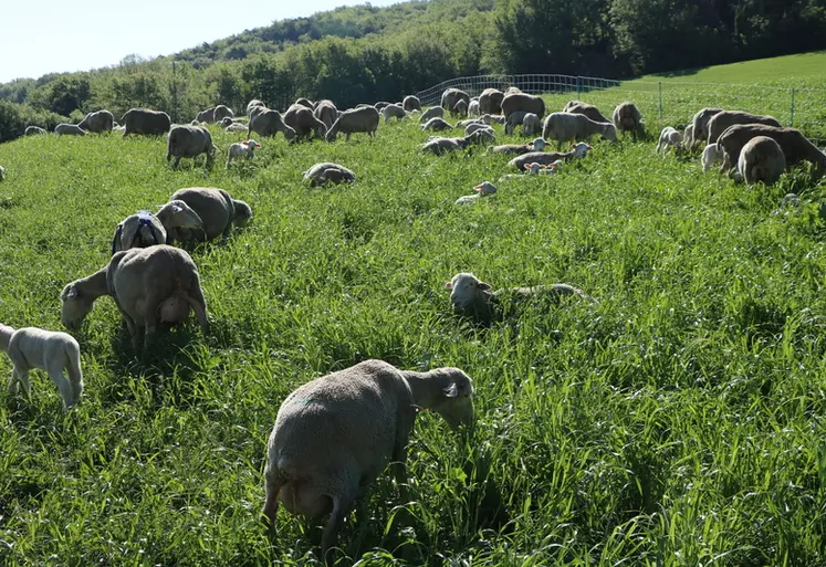 Brebis et agneaux dans la prairie