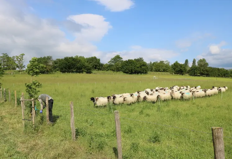 <em class="placeholder">Moutons dans des parcelles de pâturage</em>