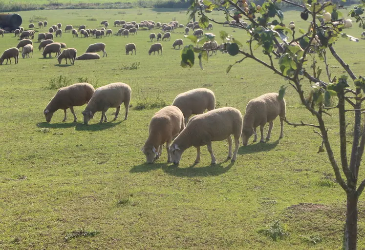 <em class="placeholder">Moutons Kamienic de Pologne</em>