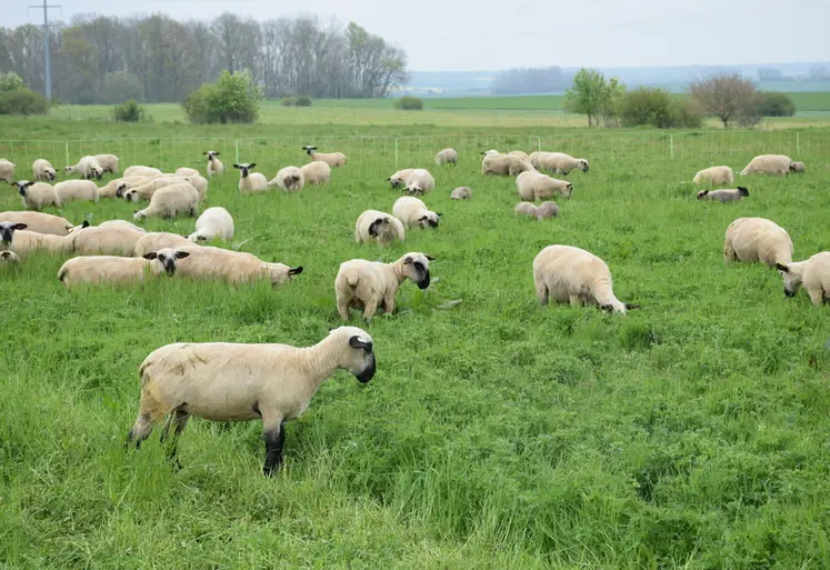 <em class="placeholder">Moutons pâturant de la luzerne</em>