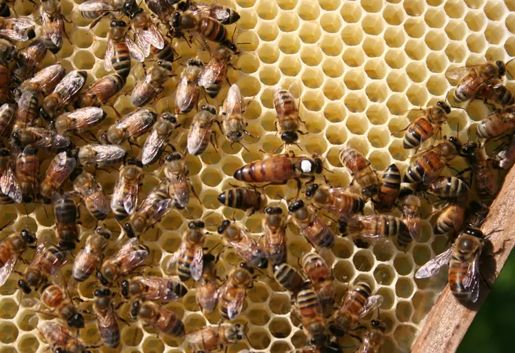 <em class="placeholder">La propolis est utilisée par les abeilles pour renforcer et protéger la ruche. </em>