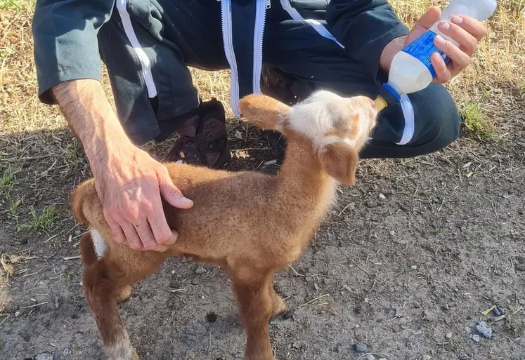 <em class="placeholder">Agneau tétant un biberon de colostrum</em>