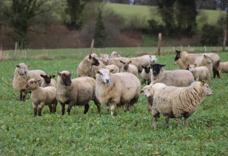 <em class="placeholder">Agneaux pâturant des couverts végétaux</em>